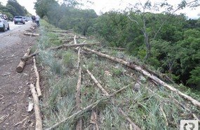 Carreta perde parte da carga de eucalipto na BR-282, em Herval