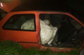 Ladrões furtam boi e fogem com o animal dentro de carro