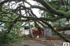 Árvore grande da Praça de Joaçaba cai sobre poste