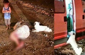 Filho de 2 anos e cão ficam ao lado de mulher esfaqueada à espera do Samu