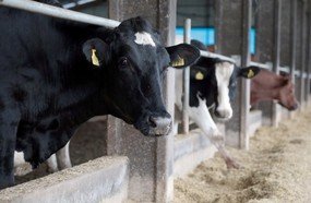 Estiagem: Governo investe R$ 10 milhões para apoiar bovinocultores