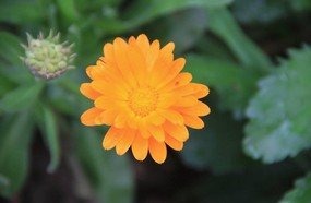 Joaçabense registra belas fotos na Caminhada Ecológica