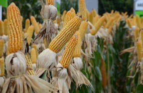 Epagri divulga análise dos riscos da estiagem para a agricultura