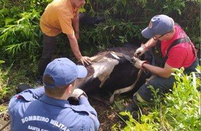 Bombeiros resgatam vaca que ficou presa em vala