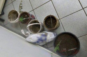 Pedrini localiza cultivo de maconha em terreno de Joaçaba
