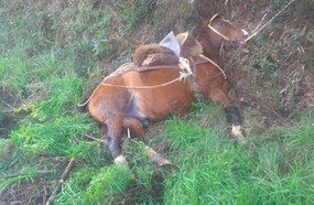 Homem que andava a cavalo morre atropelado na BR-470