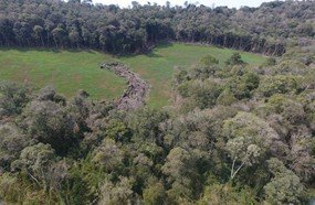Degradação da Mata Atlântica resulta em multas de R$ 2,2 milhões