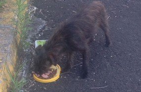 Cãozinho perdido próximo a gruta de Joaçaba
