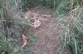 Ladrões abatem duas cabeças de gado em Campos Novos
