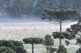 Semana terá tempo seco e frio em Santa Catarina