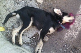 Cãozinho morre atropelamento em Joaçaba