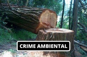 Empresa, biólogo e servidor do IMA condenados por crime ambiental