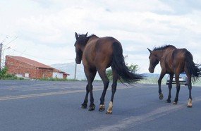 Deinfra deve fiscalizar a existência de animais em pista