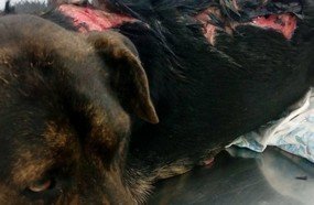 Revoltante: cachorro sofre queimaduras em Herval d´Oeste