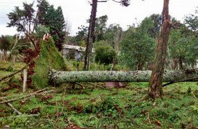 Vendaval arranca árvores e causa estragos em Catanduvas