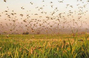 Nuvem de gafanhotos deve seguir para o Uruguai