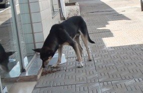 Lei que proíbe alimentar animais de rua gera polemica em Curitibanos