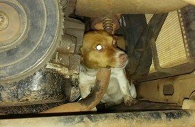 Cão fica preso em motor de carro após fugir de fogos de artifício