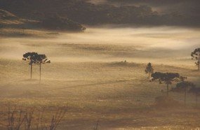 Geada cobriu campos em pleno verão na Serra Catarinense