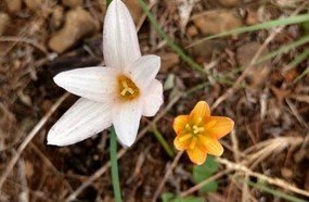 Policial militar ambiental descobre nova espécie de flor