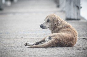 Curitibanos vai rever lei que multa quem alimenta animais de rua