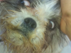 Dono de cachorro encontra animal de estimação com a boca colada