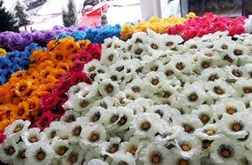 Loja Multi promove Feirão de Flores com mais de 30 variedades