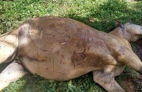 Égua é morta a pauladas e tem couro cortado em Catanduvas