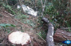 Homem morre após ser atingido por árvore