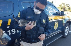 PRF flagra motorista arremessando gato pela janela do carro