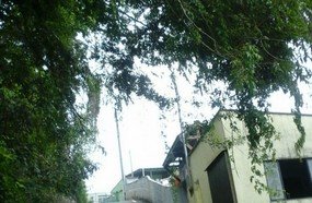 Galhos de árvore encostando na rede elétrica desde semana passada