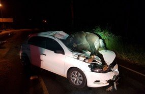Égua causa grave acidente após invadir pista na SC-135
