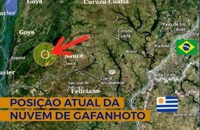 Nuvem de gafanhotos se afasta da fronteira com o Brasil