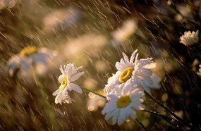Primavera com retorno da chuva e temperatura elevada