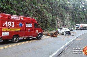 Motorista colide carro em árvore caída na rodovia