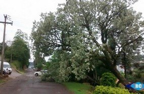 Temporal derruba árvores e destelha casas em Capinzal e Ouro