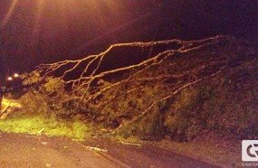 Vendaval derruba árvore na Avenida Caetano Natal Branco