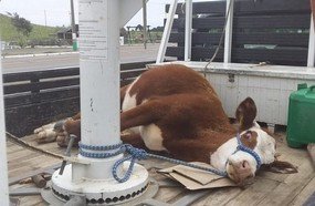 PM Rodoviária flagra animal sendo transportado de forma irregular