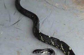 Bombeiros capturam serpente de quase dois metros em pátio de residência