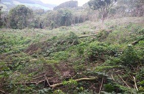 PM Ambiental flagra desmatamento no interior de Joaçaba